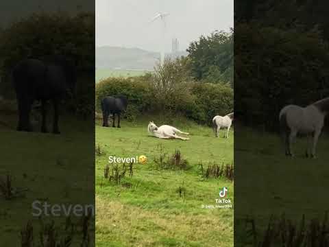 Funny horse moments