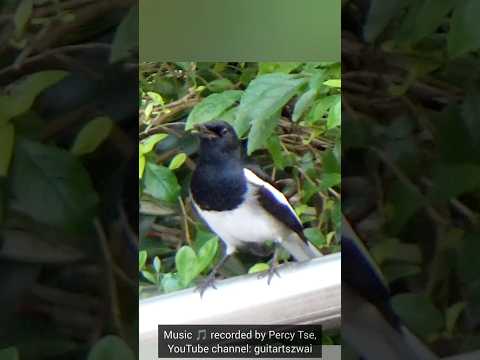 鵲鴝輕聲鳴叫 #bird #birding #wildlife #公園 #大自然 #生態攝影 #野生動物 #自然 #wings #鳥 #nature #生態 #hk #動物 #animals #鳥類
