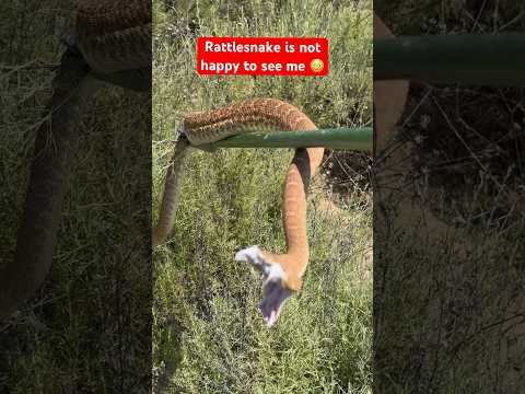 Look at the fangs on that rattlesnake #animals #shorts