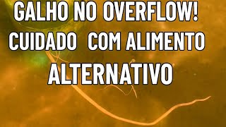 Alimentar os peixes com ramas pode ACABAR com seu sistema! 🚨