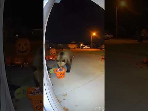 Halloween Bear Takes ALL the Candy!