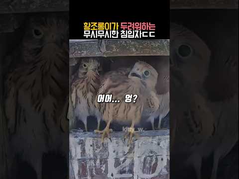 황조롱이가 두려워하는 무시무시한 침입자 #동물 #황조롱이