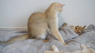 Cute kitten who loves hide-and-seek but gets found right away...