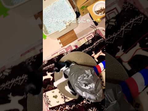 袋背負って旅支度のハッちゃん😸#shots #cat #好きな子猫 #モフ猫 #子ネコ #癒し #ハチワレ 、