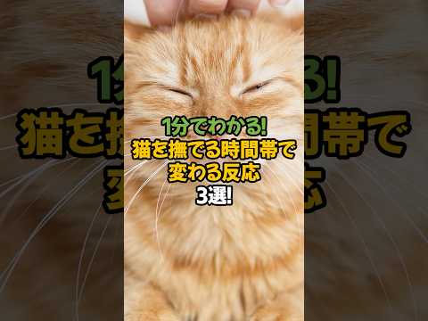 【時間帯でこんなに違う!?】猫を撫でる時間帯で変わる反応3選!🐾1分で解説! #shorts #猫 #雑学