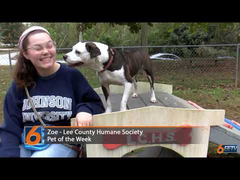 Pet of the week: Zoe