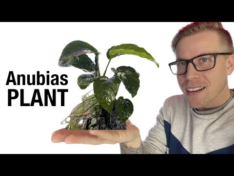 Anubias Plant Care for Beginners Anubias plant care starts by giving this plant. Adequate amounts of lighting and nutrients in the wa