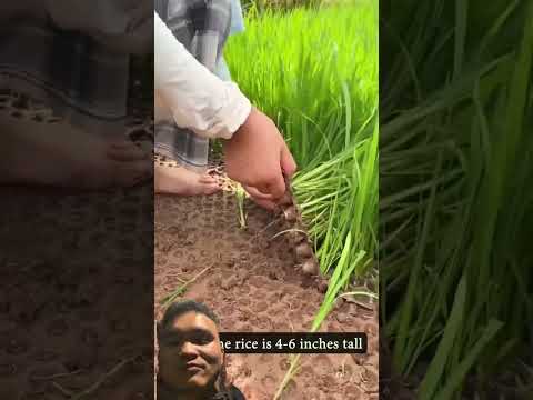 Cách Gieo Mạ Đặc Biệt Của Người Trung Quốc #farming101