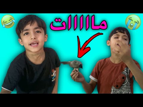 مات البلبل الثاني ودانيال دفنة