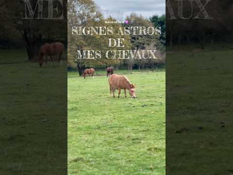 🌠 Les SIGNES ASTROS de mes chevaux - Mumule est Bélier ♈️ #astro #cheval #equitation #equestrian