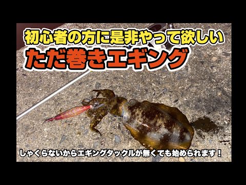 【ただ巻きエギング】投げて巻くだけで超簡単にアオリイカを釣る方法