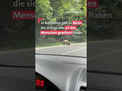 🐻 Bären zum Anfassen?