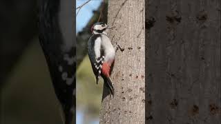 This Woodpecker Found the Sweetest Hack in Nature! 🐦🌳😮 #woodpecker #sap #wildlife #nature #birds