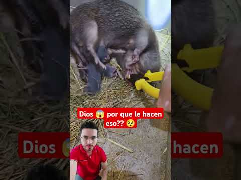 Dios por qué le hacen eso 😱😱 #shorts #shortvideo #animals #fyp #parati #foryou #tiktok #roedor