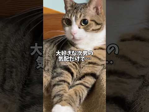 猫の動画サムネイル - オス猫が乙女顔になる瞬間#cats #shorts #球太