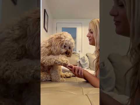 Dog really speaks with her dad on the phone #dogs #dogdad #pets