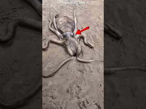 The body of an octopus is like this #shortsvideo