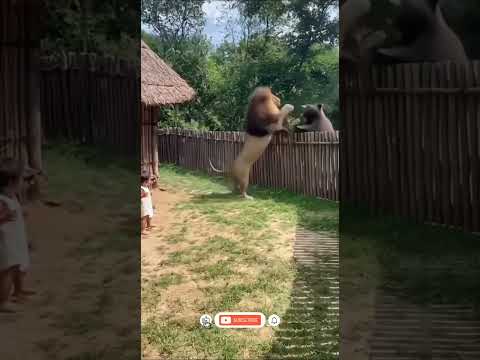 Lion Becomes a Hero: Wild Battle to Save a Baby from a Bear Attack! 🦁👶🐻