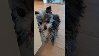 Scientists Still Can't Explain My Senior Dog
