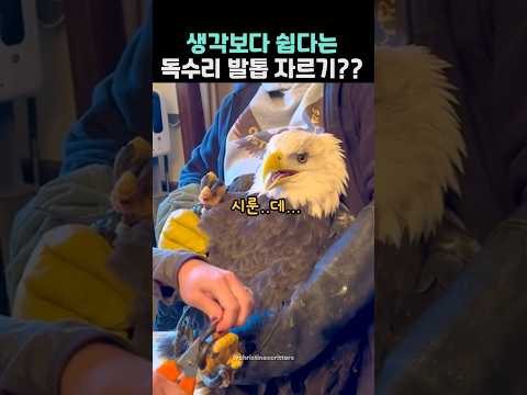 생각보다 쉽다는 독수리 발톱 자르기..?