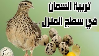 تربية طائر السمان في سطح المنزل: مشروع مربح وسهل.