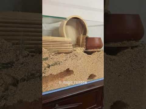 O mesmo vale para hamsters 🐹❤️