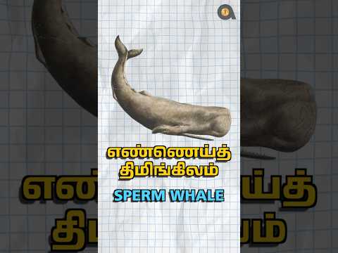 ஏன் இதோட வாந்திக்கு இவ்வளவு விலை?! | Why Sperm Whale Vomit is Expensive?! | Animaltube Tamil