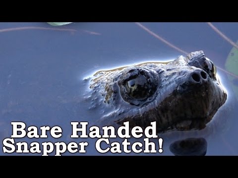 BAREHANDED TURTLE CATCH - Primitive Snapping Turtle Trap - Live Trap & Release!