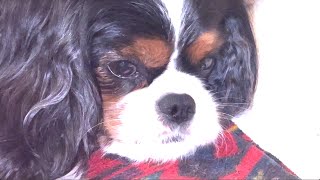 Cavalier King