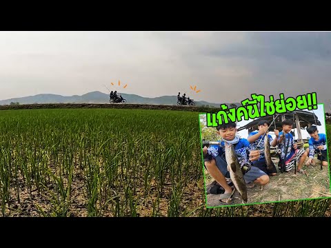 ตามติดแก้งค์เด็กตกปลาเข้าหมายตีปลาช่อนหมานๆรอดทุกคน!!อานาคตใ THOENG channel ท่องเที่ยว ตกปลา ไลฟ์สไตล์ ตามติดแก้งค์เด็กตกปลาเข้าหมายตีปลาช่อนหมานๆรอดทุกคน!!อานาคตใ