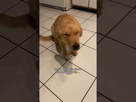 Guilty dog