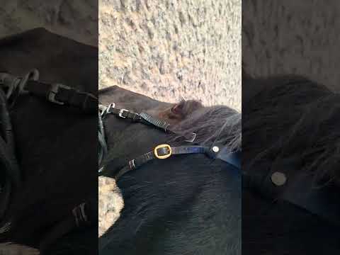 #funny horse # #horse #cutebaby #funny #pony #goodvibes #bestgirl