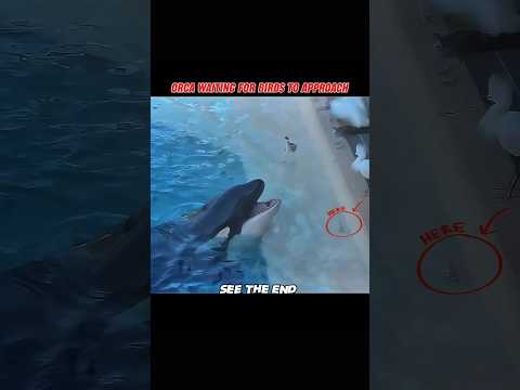 Orca vs birds #trending #animals #wildlife #orca #birds #shorts
