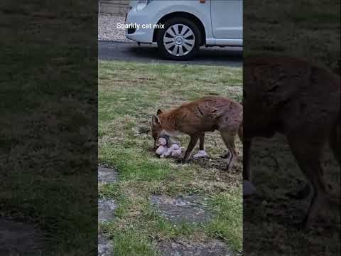 The Fox wants to take Them all in his Mouth