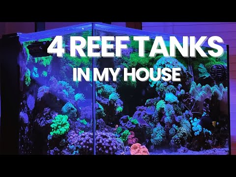 4 REEF TANKS IN ONE HOUSE! Saltwater tank update M At Brian's Fish Tanks and Aquatic Support Systems, we focus on Cichlids, monster fish, freshwater fi