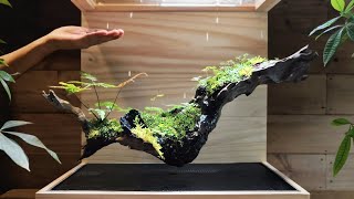 How I Built a Mini Jungle in a Box  | floating & raining effect