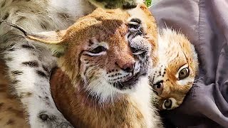 РЫСИ ДЕЛЯТ ПУФИК / Глубокий сон котёнка
