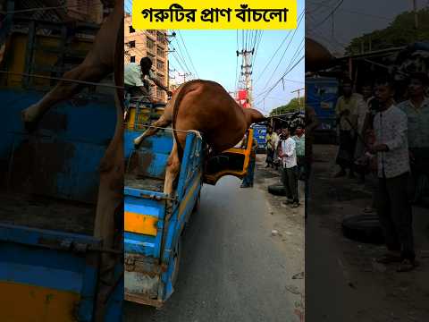 গরুটি প্রাণ বাঁচলো #poorcow #cowmarket #injurycow #danger #cowscar #petcare #trending #shorts