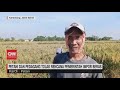 Kebijakan Impor Beras dan Dampaknya