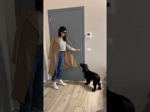 Voglio quel PELUCHES 🧸😂 #canedivertente #funny #funnyvideo #dog #cane