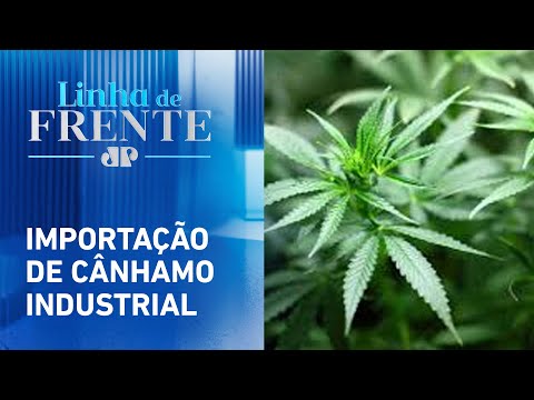 STF julga o uso medicinal da cannabis para empresas | LINHA DE FRENTE