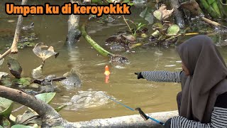 WADUH!!!UMPAN KU DI KEROYOK SEKALIGUSSSS..!!