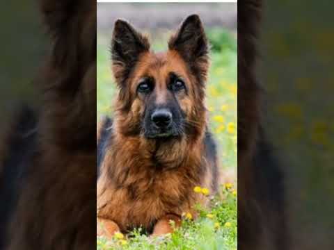 #pitbulldog #omletarcade #dogbreed 20k complete 😘