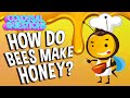 Understanding Honey Bees and Honey Production