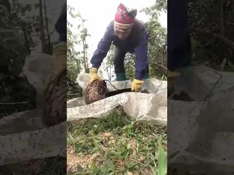 Lấy Trứng Kiến Ở Tây Bắc Như Thế Nào? | Qua Miền Tây Bắc