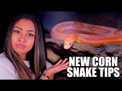 Tips For Your NEW Pet Corn Snake