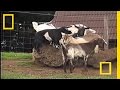Understanding Myotonic Goats