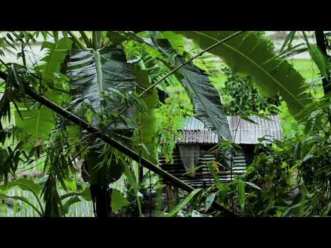 Jungle Rain Sounds for Sleeping | Tropical Rainstorm for Relaxing & Insomnia | Forest Rain on Leaves