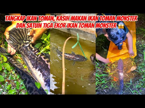 Tangkap Ikan Toman Monster, Kasih Makan Ikan Toman Monster Dan Satuin Tiga Ekor Ikan Toman Monster