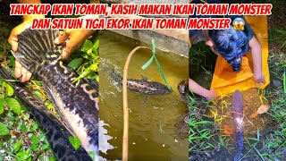 Tangkap Ikan Toman Monster, Kasih Makan Ikan Toman Monster Dan Satuin Tiga Ekor Ikan Toman Monster